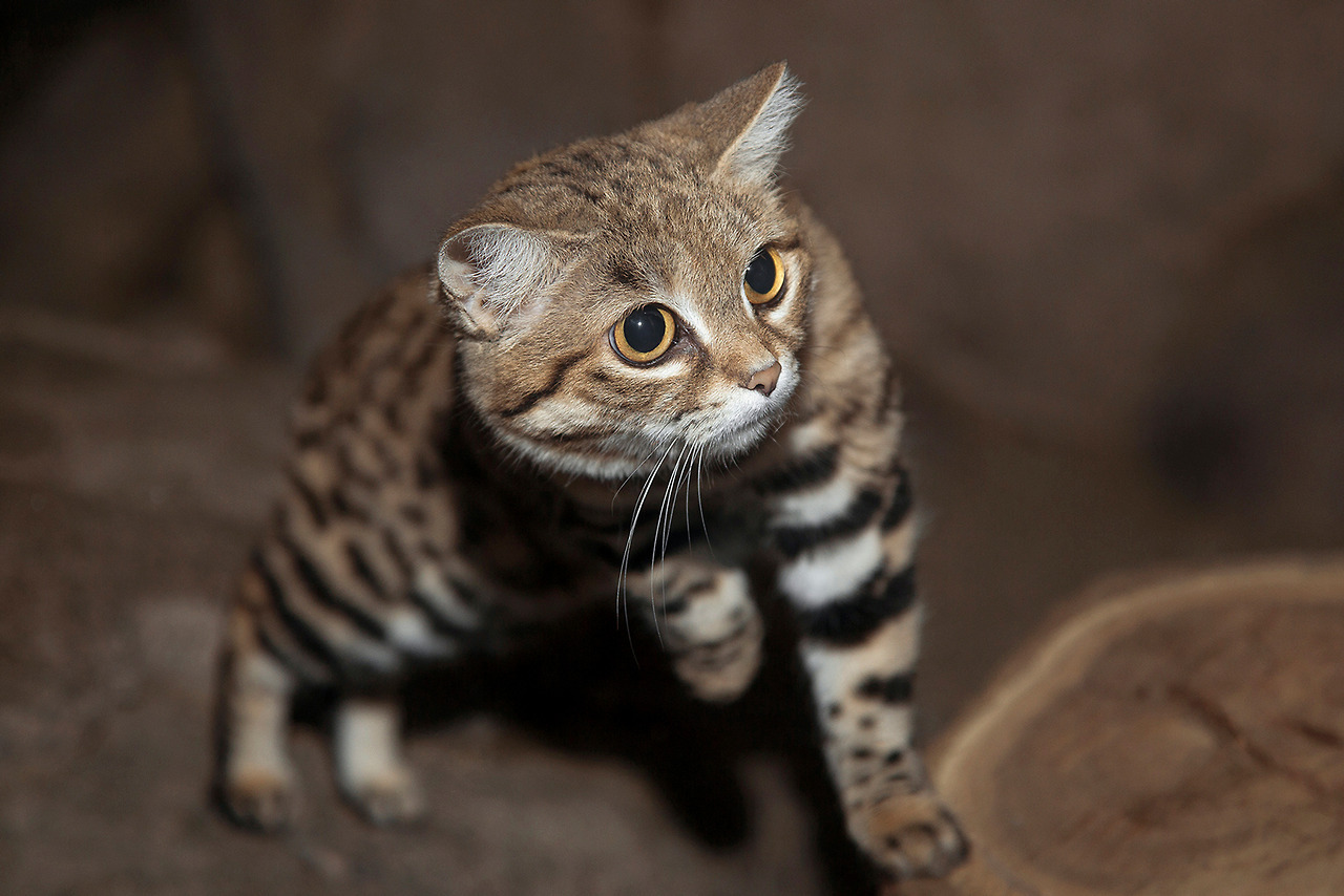 sdzoo:  Black-footed cats, Yuna and Sawyer, may resemble your average house cat,