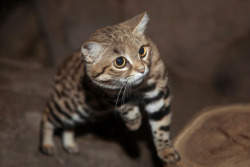 Sdzoo:  Black-Footed Cats, Yuna And Sawyer, May Resemble Your Average House Cat,