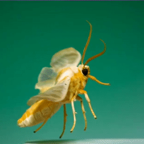 Moths Flying In Slow Motion Gif Pack!