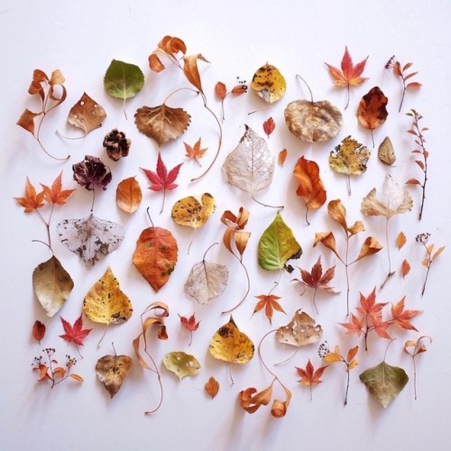 culturenlifestyle:  Visually Sublime Compositions That Celebrate Treasures Found in Nature Ja Soon Kim’s photography series explores beautifully arranged and structured wild flora and fauna that she collects during her lonely expeditions to the enticing