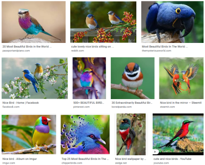 Nice Birds Explore Tumblr Posts And Blogs Tumgir Nice Birds Explore Tumblr Posts And Blogs Tumgir