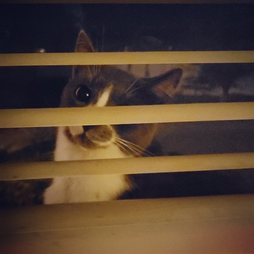 Mustachio! Get out of those blinds and use the door like an adult!(submitted by @notenoughthyme)