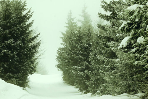 foggynightsandchristmaslights:Mountain winter by borderone