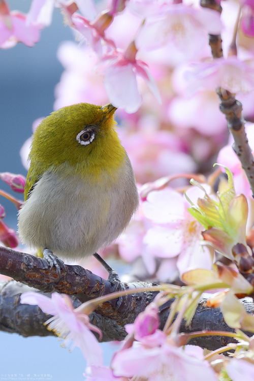 days-photo-diary: 花粉で口の周りを黄色くしちゃって、可愛いですね。 #メジロ #鳥 #動物 #河津桜 #桜 #花 #自然 #写真 #東京 人気ブログランキングへ