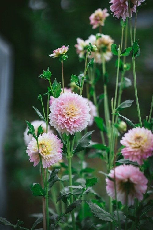 oldfarmhouse:The garden/adventuresincooking.com/2017/08/the-garden-summer.html