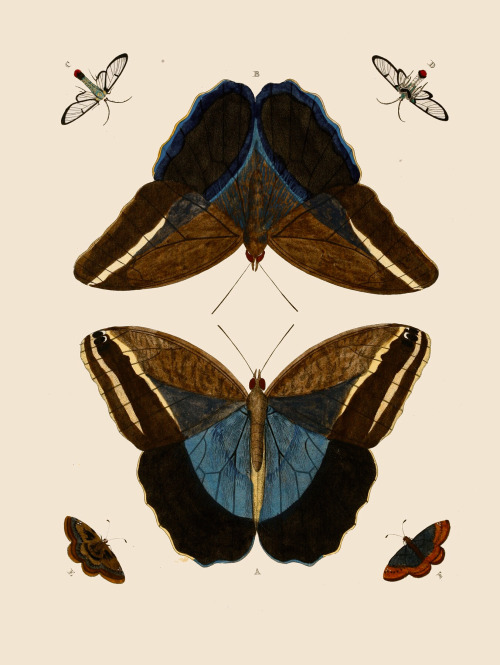 The Beauty Of Moths