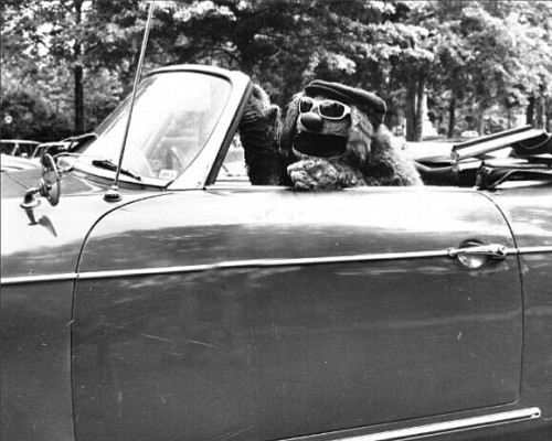 jimhenson-themuppetmaster: An awesome Photo of Rowlf in Jim Hensons car.