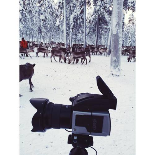 jarihamalainen:  #porojuttuja #hasselblad #profoto  (paikassa Kolari, Finland)