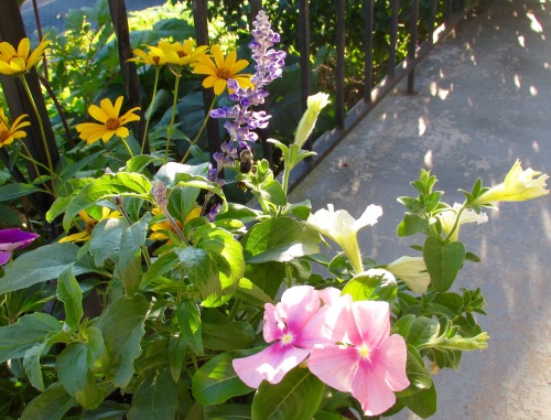 Front porch flowers.