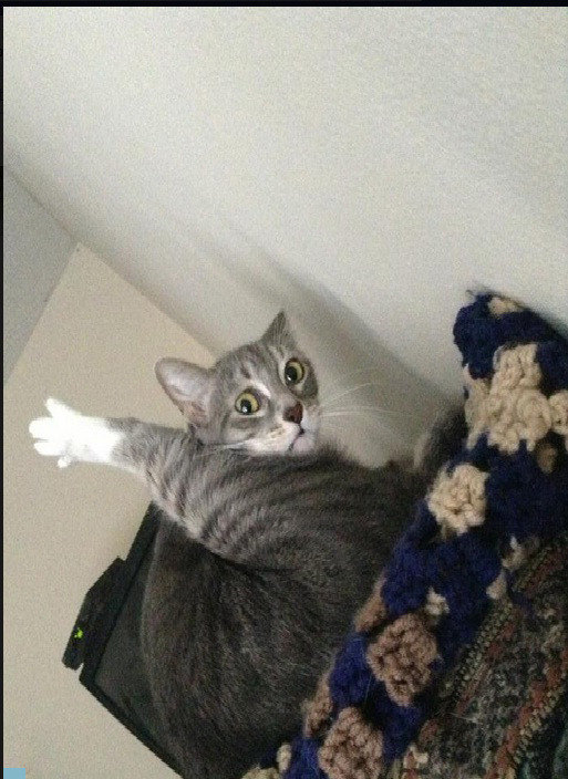 thecatsmustbecrazy:  nothing