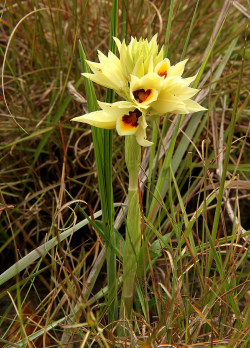 orquidofilia:    Eulophia mechowii, in situ, Chimanimani Mountains, Mozambique. Orchidaceae: Eulophiinae. By  Bart Wursten. [1] [2] 