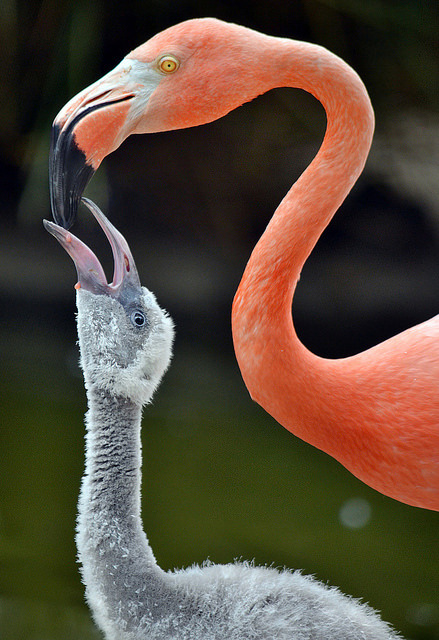 sdzoo:  Down the hatch by Ion Moe 