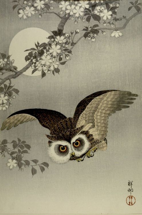 the-evil-clergyman: Scops Owl in Flight, Cherry Blossoms and Full Moon by Ohara Koson (1926)