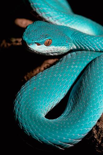 sixpenceee:  The trimeresurus albolabris insularis. Bites by this species can cause major local & systemic effects, including coagulopathy/bleeding. Urgently assess & admit all cases. Antivenom therapy is the key treatment, especially for coagulop