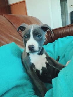 pitbulls-and-tattoos:  “ja-koi: Rya”