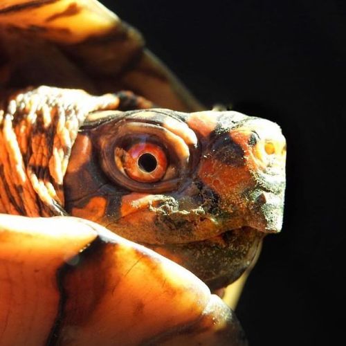 Eastern box turtle (Terrapene carolina). Credit: Devin Bradshaw