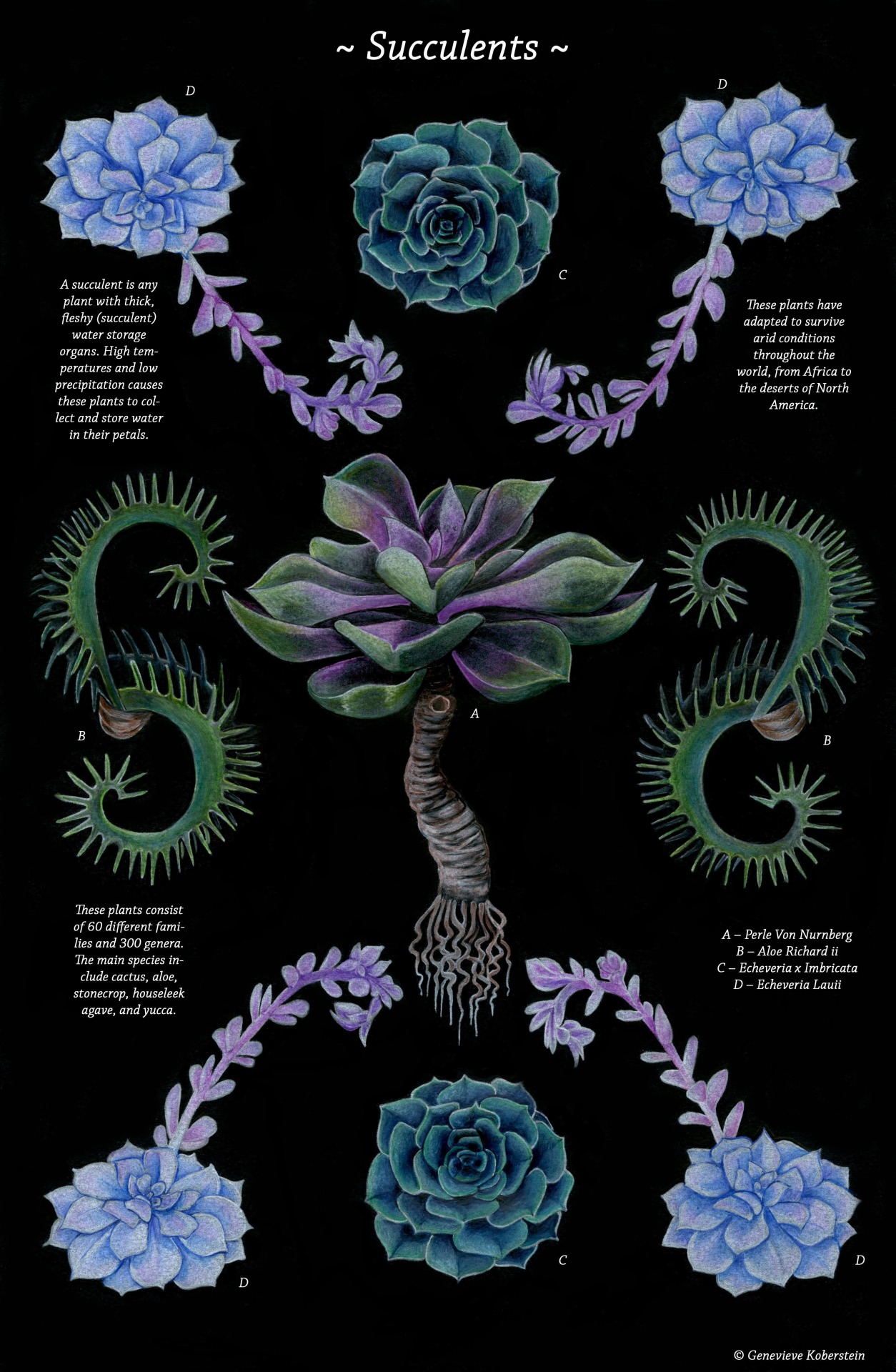 useitasfuel:  For my scientific illustration class… succulents are cool ass plants.