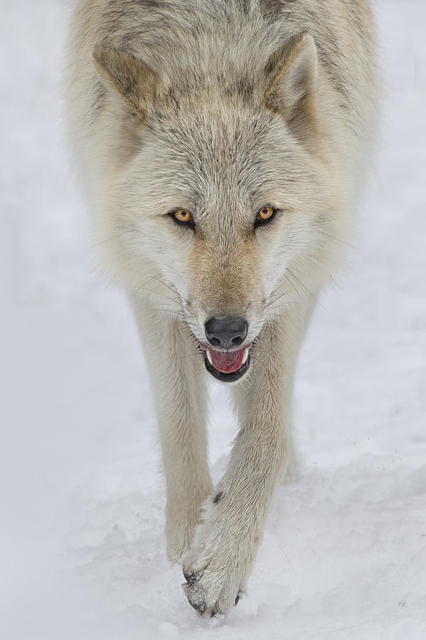 beautiful-wildlife:  Intensity by Betty Wiley 