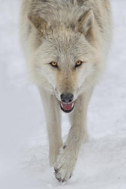 Beautiful-Wildlife:  Intensity By Betty Wiley 