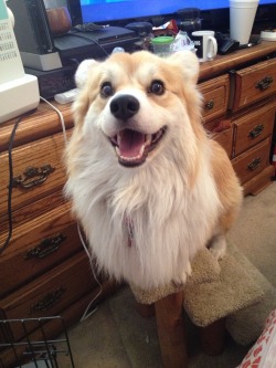 twosillycorgis:  Ghibli is turning two on