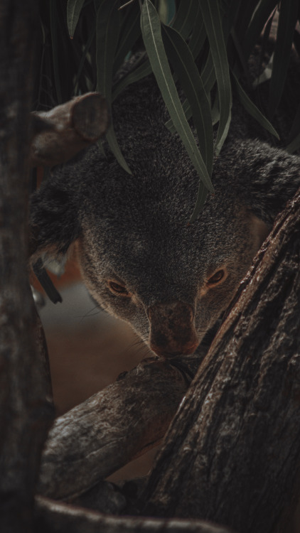 Drop Bear.Cleveland Zoo