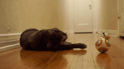 gifsboom:  Mochi the Cat Meets BB8 from Star Wars: The Force Awakens. [video][Scott