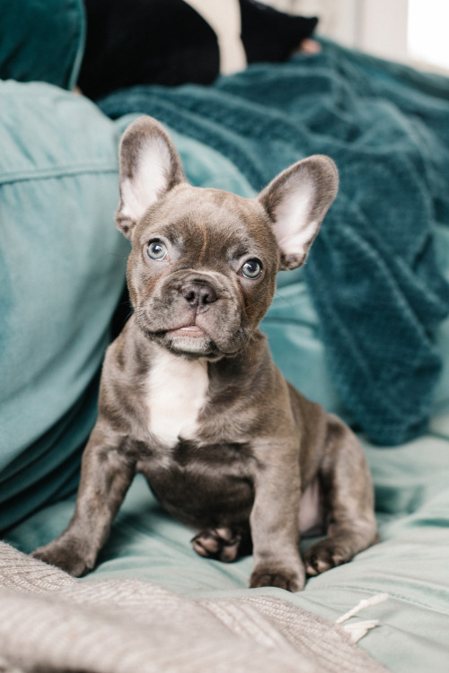 our new puppy bob, welcome to the fam #frenchie#french bulldog#bluebrindle#puppy