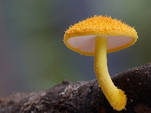 maxlikesit:  A Magical World Of Rare Mushrooms Revealed By Steve Axford