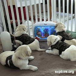 doggos-with-jobs:  Future service dogs love watching their shows!