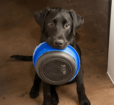 venneh:tinierpurplefishes:insta-gramcracker:re-actr:thecutestofthecute:Girls hit your hallelujah Girls hit your hallelujahGIRLS HIT YOUR HALLELUJAH CAUSE CUTE SMALL DOGS GON GIVE IT TO YApuptown funkStop.Wait a minute.Here’s my bowl:Put some kibble