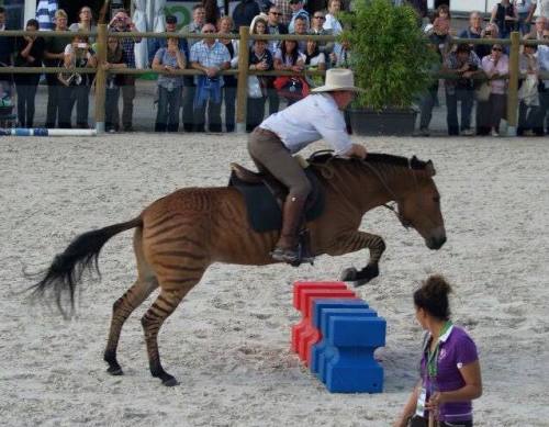 all-the-horses: Stormy Zorse, Mare Born 1997