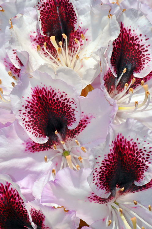 Porn Pics tinnacriss:   	White and red rhododendrons