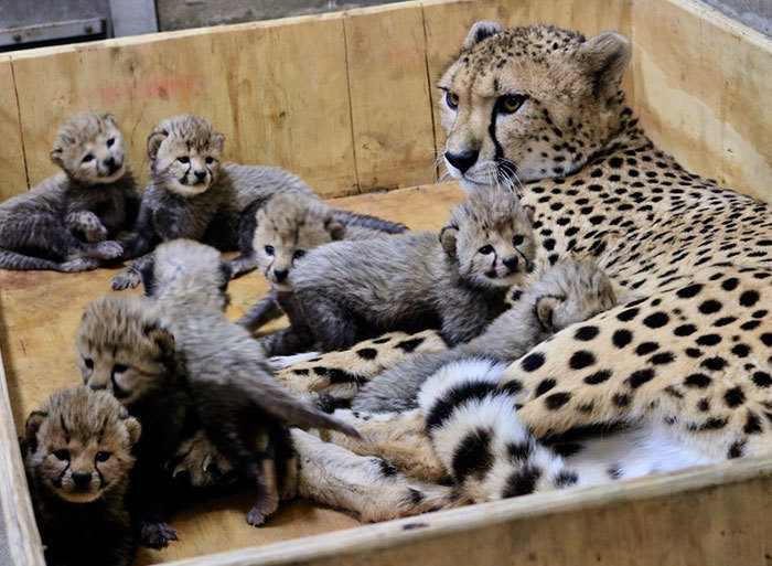 sixpenceee:  Bingwa, a cheetah, gave birth to three boys and five girls. So cute!