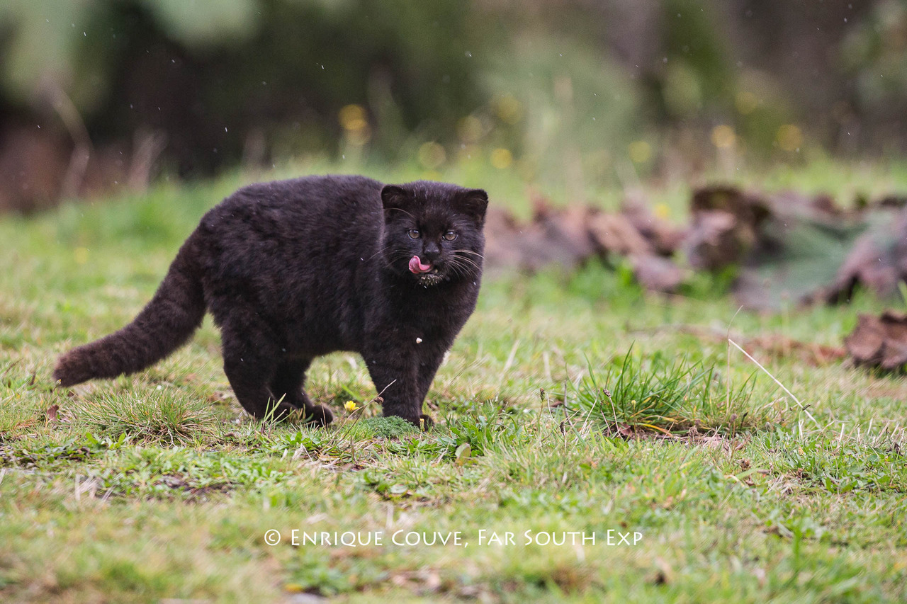 sapphicrevan: meowitch666:  bigcatkingdom: Guiña/kodkod (Leopardus guigna) by Enrique