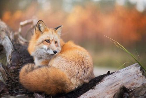landscape-photo-graphy: Young Photographer Highlights a Playful Fox Named Freya Poland based young 