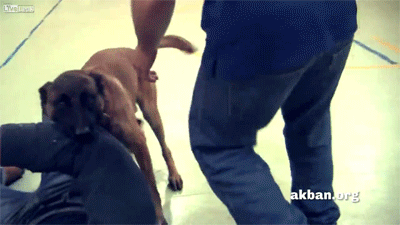poetiic-motion:theryanproject:  rudegyalchina:  southernbitchface:naturepunk:putyourdreamstobed: onlylolgifs:  video  Can we just talk about how useful this is but also how happy that dog is to be teaching us something. Look at that tail wag. Thank you