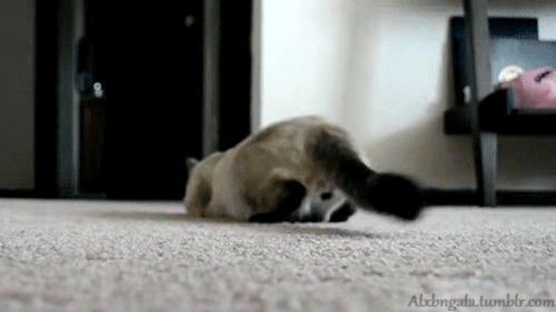 jawswillbedroppin:GOD BLESS AWAIS FOR REBLOGGING THIS TO MY DASHBOARD LMFAO