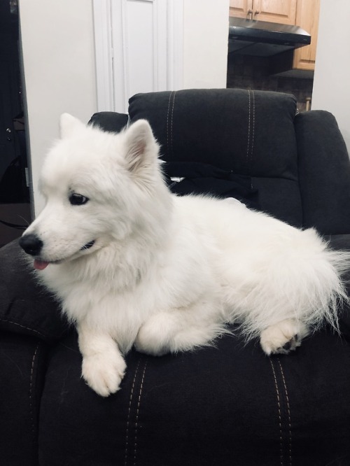 neothesamoyed:My beautiful puppo HEY! Btw, I have a blog all about my dog. Feel free to follow ❤