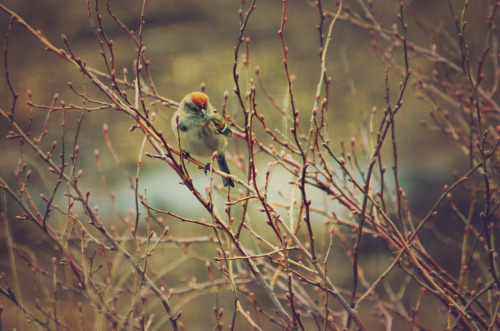 Little Birds in the Garden by ashleyDcrouse