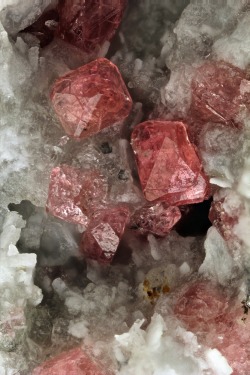 ifuckingloveminerals:  EudialyteMont Saint Hilaire, Québec, Canada