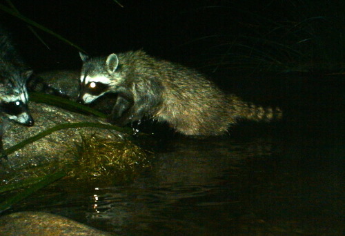 griffithparktrailcam:Young Raccoons - Griffith Park (LA River)