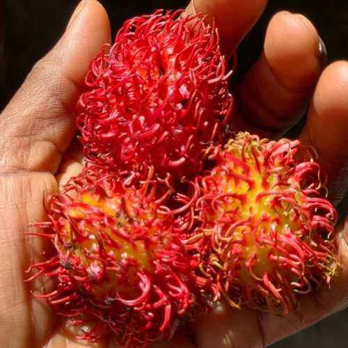 Rambutan….rich in vitamin c and copper…copper increases melanin levels and it helps with absorbing i