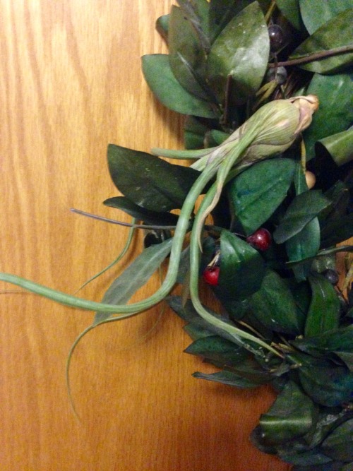 3.18.16 - Incorporated my real plants into my fake wreath. My air plants weren’t getting quite