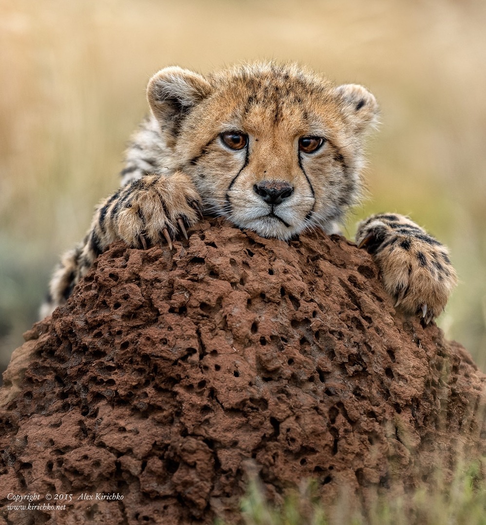 beautiful-wildlife:  Resting Time by Alex KirichkoFour month old cheetah cub