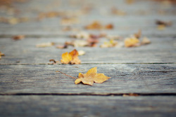 convexly:Autumn leaves by M. Klasan on Flickr.