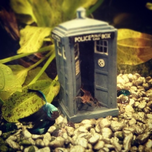 givemelovegivemepeace: Doctor Froggy and his Fishy companion! Allons-y! My tank! So proud.