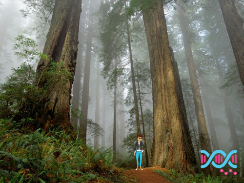 Deep in the Redwood Forest, D’Na is visiting the tallest trees in the world. If D’Na could climb to 