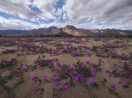 desert-stuff - euph0r14 - landscape | purple haze | by maxvuong |...