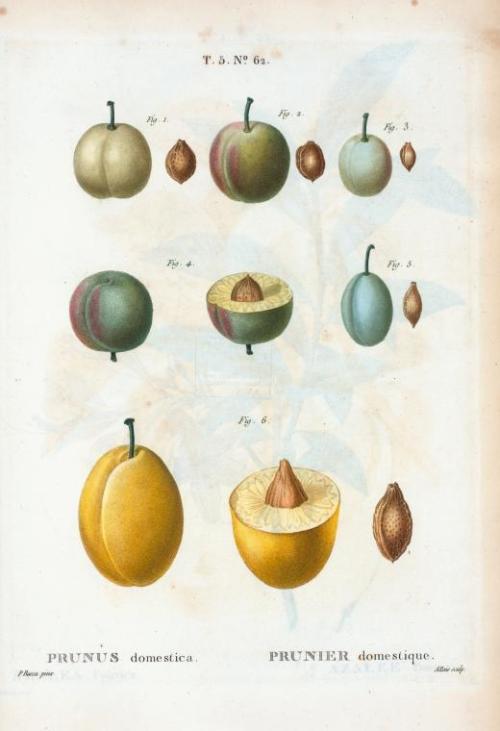 Pierre Joseph Redouté, types of plums, Prunus domestica and Myrobalana, 1801-19. From: Traité des ar