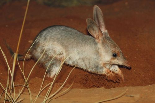 azzventura:The Bilby (Macrotis spp.): A KeystoneSpecies?First off, what is a keystone species?Wellin